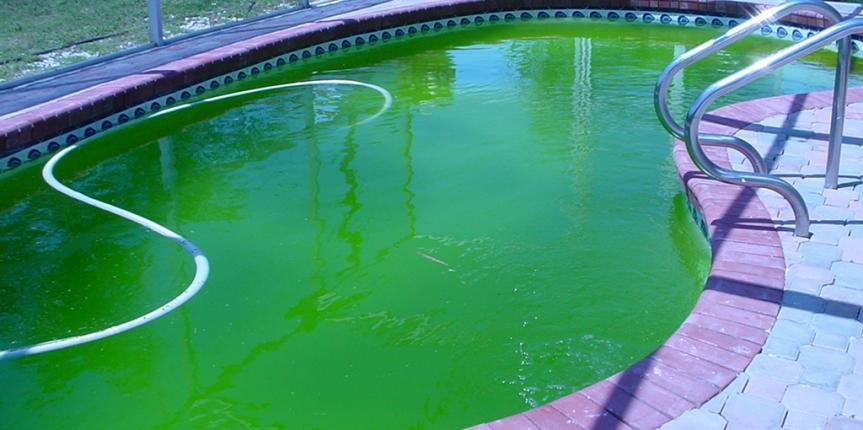 Warum ist das Poolwasser grün?