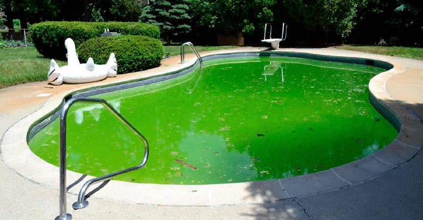 Wie man Algen im Pool beseitigt